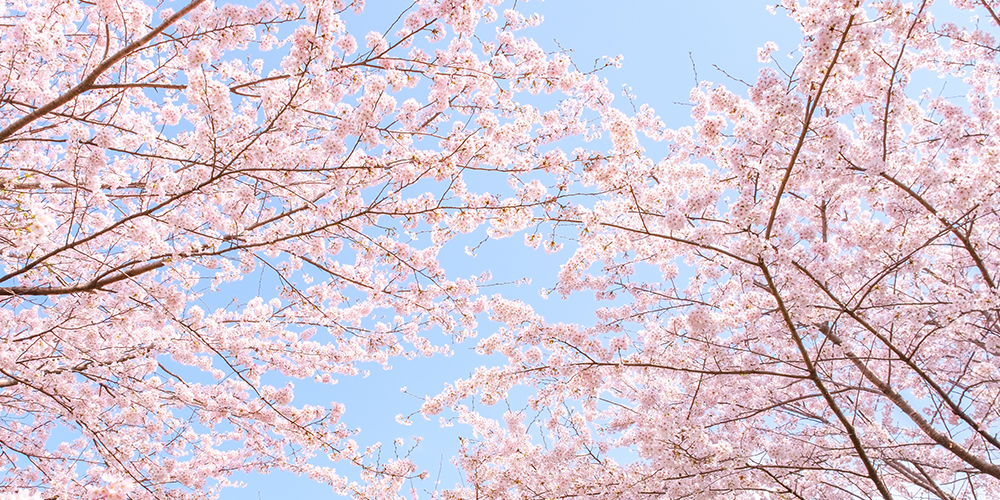 春(SPRING)の場合